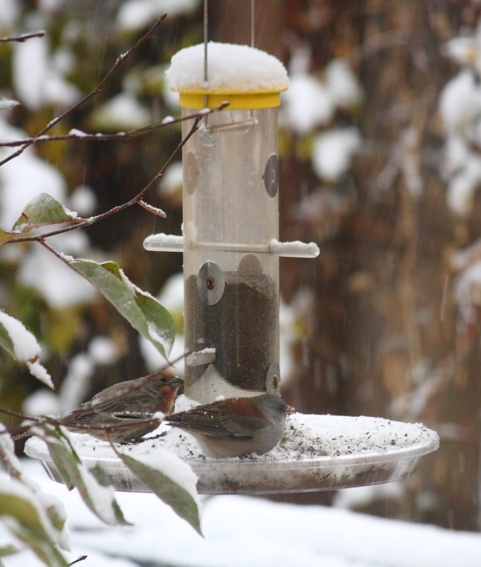 finch-and-junco