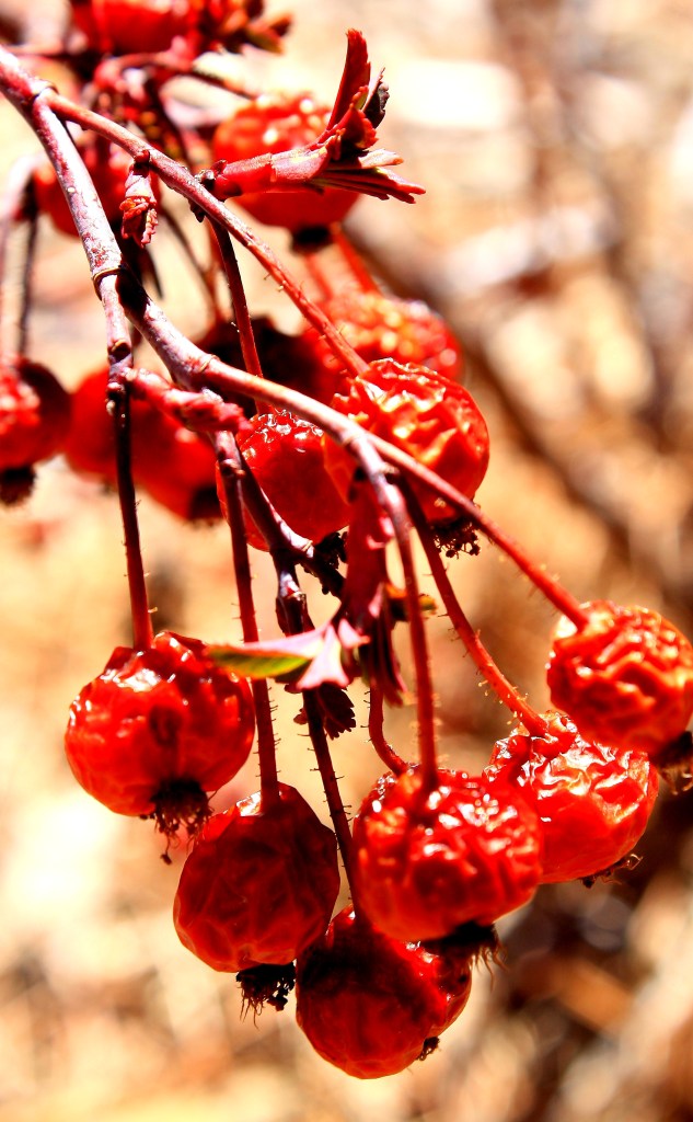 old-berries