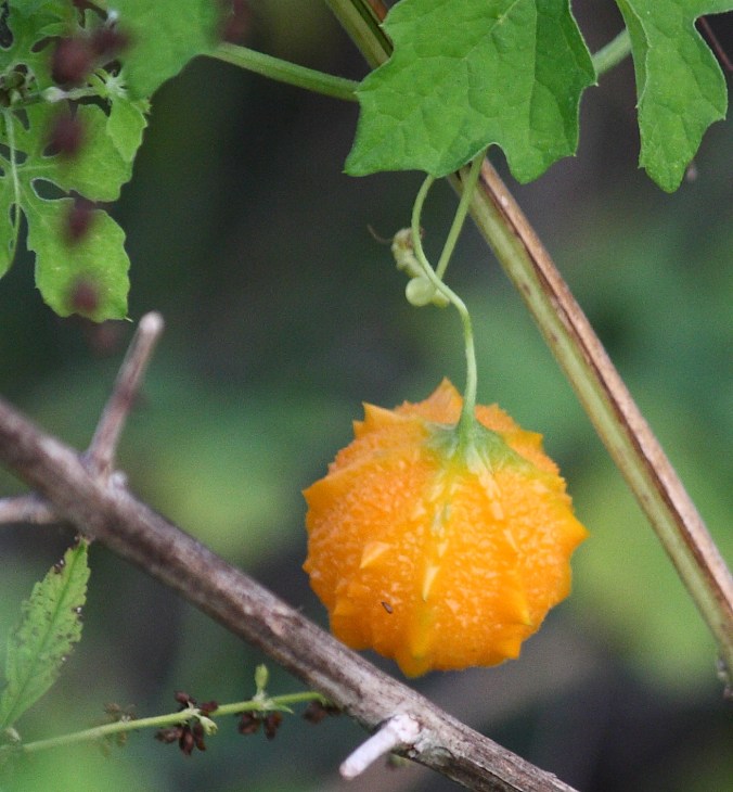 orange-ball