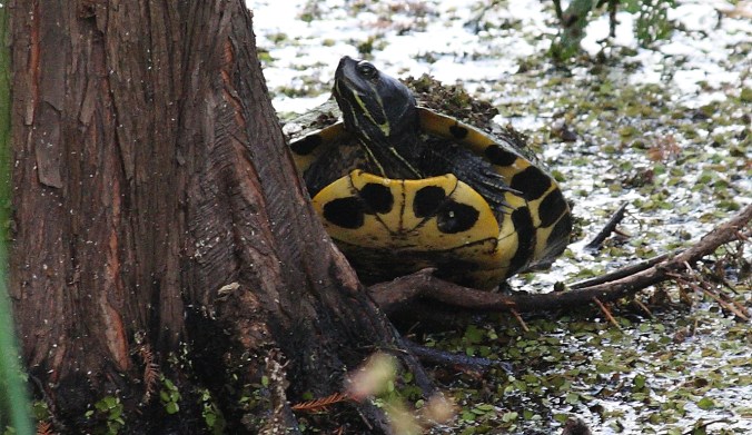 Kapok Park, Clearwater FL