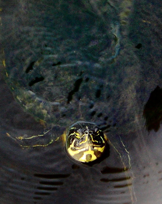 Kapok Park turtle, October 2016