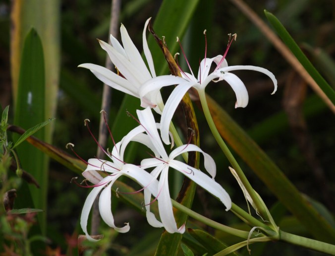 Beauty blooming in the swamp at Kapok Park.