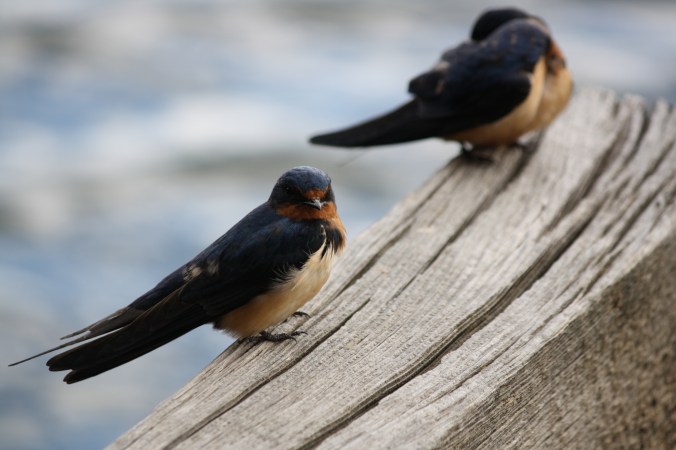 cliff-swallows