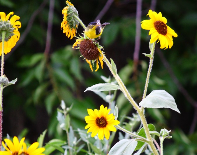 goldfinch-on-sunflower