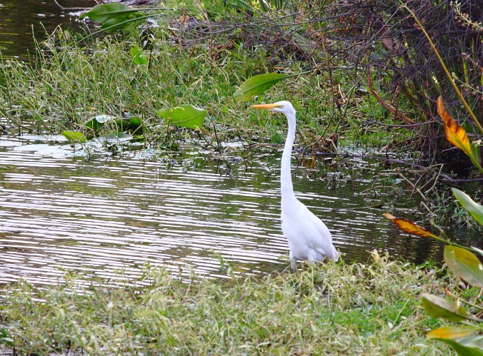 Great Egret at Kapok Park, October 2016