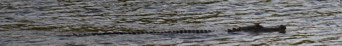 alligator