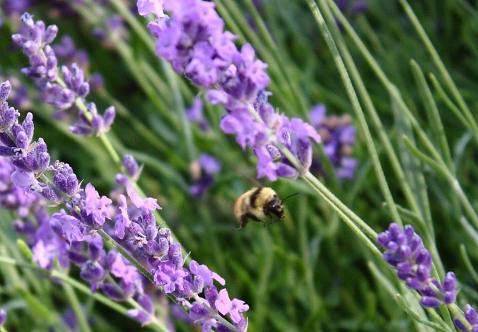 bumble-bee-in-flight