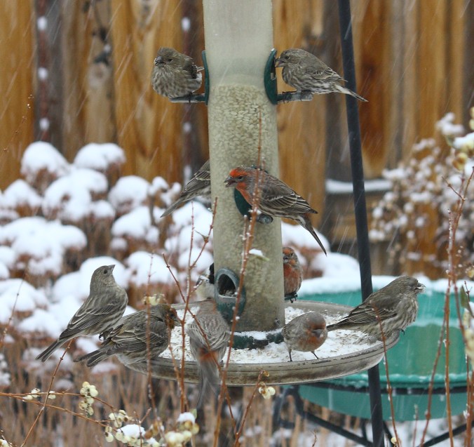 finch-feeding-frenzy