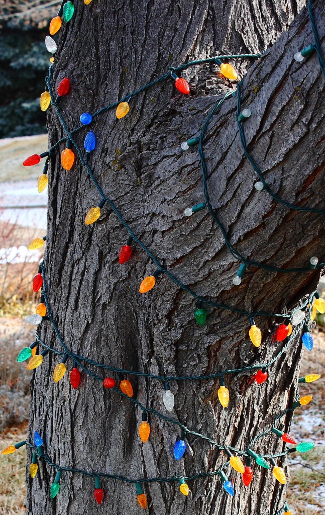 light-strings-on-locust-tree