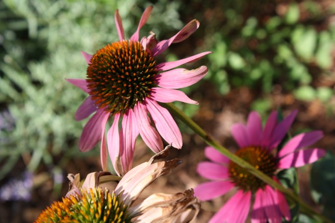 coneflower