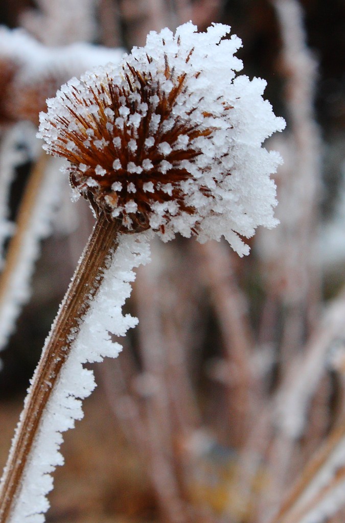 frosted-coneflower