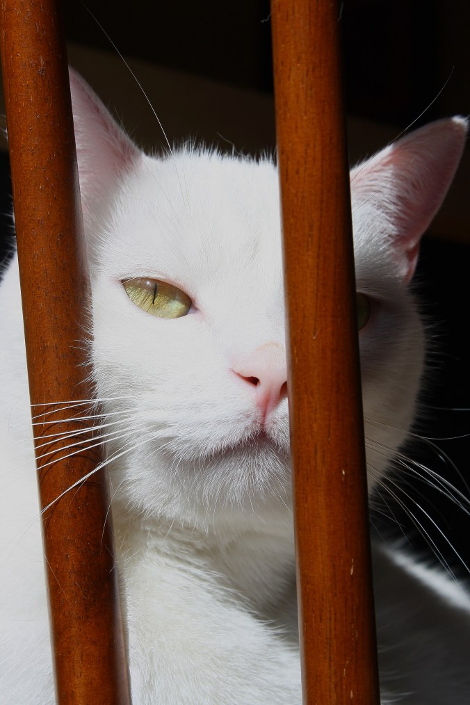 marcel-through-the-chair