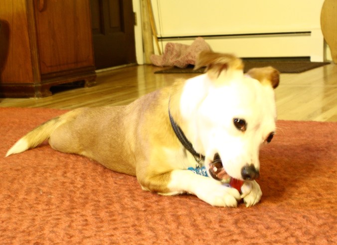 Yet another out of focus photo of Emma who's always on the move.