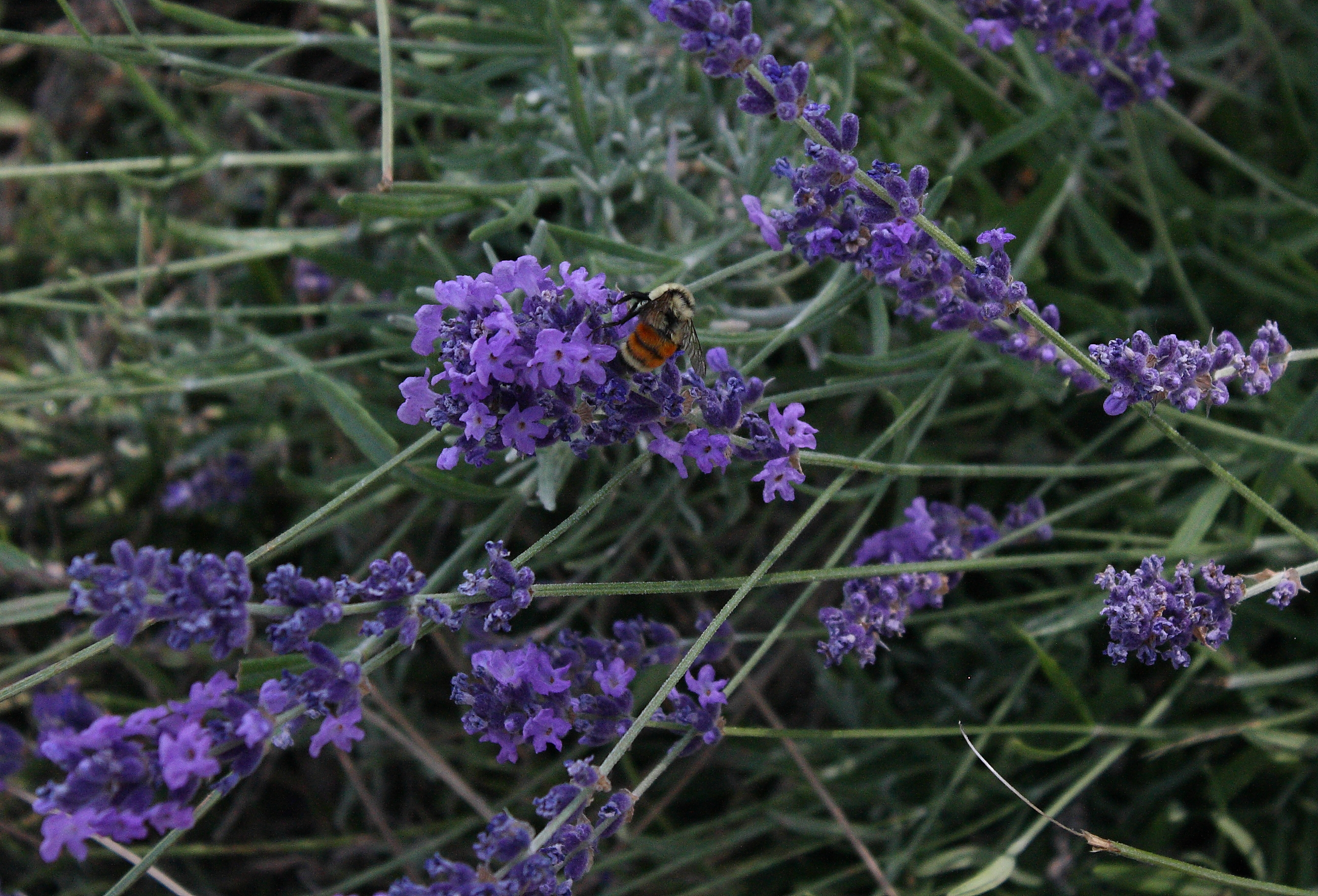 _MG_0006 Bee on lavender